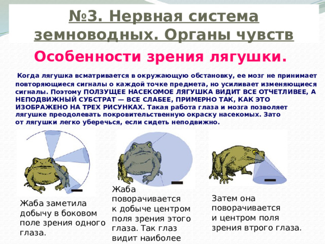 № 3. Нервная система земноводных. Органы чувств Особенности зрения лягушки.  Когда лягушка всматривается в окружающую обстановку, ее мозг не принимает повторяющиеся сигналы о каждой точке предмета, но усиливает изменяющиеся сигналы. Поэтому ПОЛЗУЩЕЕ НАСЕКОМОЕ ЛЯГУШКА ВИДИТ ВСЕ ОТЧЕТЛИВЕЕ, А НЕПОДВИЖНЫЙ СУБСТРАТ — ВСЕ СЛАБЕЕ, ПРИМЕРНО ТАК, КАК ЭТО ИЗОБРАЖЕНО НА ТРЕХ РИСУНКАХ. Такая работа глаза и мозга позволяет лягушке преодолевать покровительственную окраску насекомых. Зато от лягушки легко уберечься, если сидеть неподвижно. Затем она поворачивается и центром поля зрения втрого глаза. Жаба поворачивается к добыче центром поля зрения этого глаза. Так глаз видит наиболее четко. Жаба заметила добычу в боковом поле зрения одного глаза. 