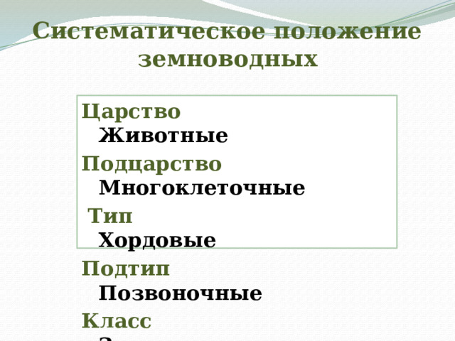 Систематическое положение земноводных Царство   Животные Подцарство   Многоклеточные  Тип  Хордовые Подтип  Позвоночные Класс    Земноводные 