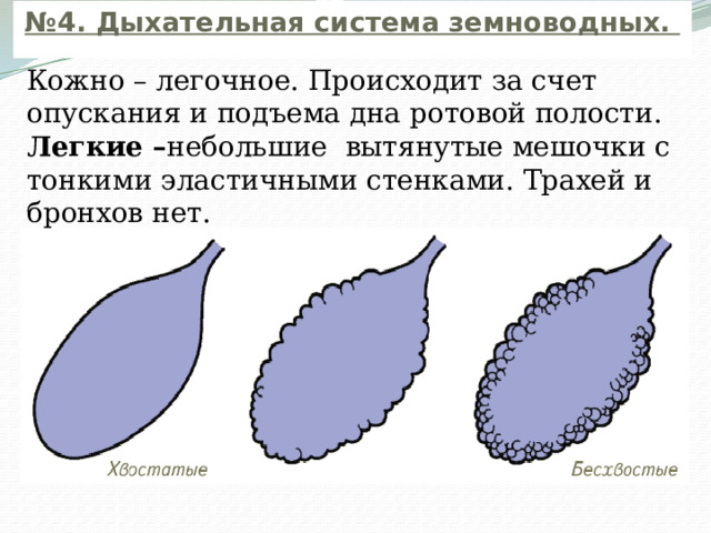 Дыхание земноводных № 4. Дыхательная система земноводных. Кожно – легочное. Происходит за счет опускания и подъема дна ротовой полости. Легкие – небольшие вытянутые мешочки с тонкими эластичными стенками. Трахей и бронхов нет. 