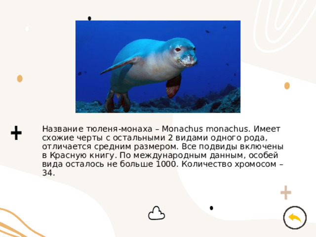 Название тюленя-монаха – Monachus monachus. Имеет схожие черты с остальными 2 видами одного рода, отличается средним размером. Все подвиды включены в Красную книгу. По международным данным, особей вида осталось не больше 1000. Количество хромосом – 34. 