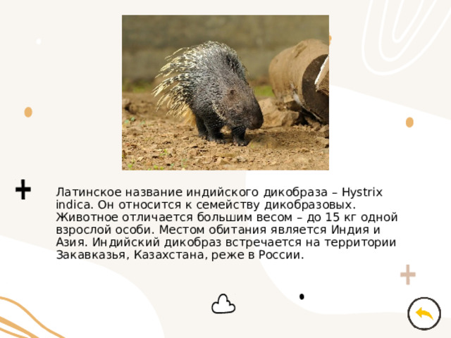 Латинское название индийского дикобраза – Hystrix indica. Он относится к семейству дикобразовых. Животное отличается большим весом – до 15 кг одной взрослой особи. Местом обитания является Индия и Азия. Индийский дикобраз встречается на территории Закавказья, Казахстана, реже в России. 