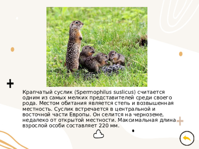 Крапчатый суслик (Spermophilus suslicus) считается одним из самых мелких представителей среди своего рода. Местом обитания является степь и возвышенная местность. Суслик встречается в центральной и восточной части Европы. Он селится на черноземе, недалеко от открытой местности. Максимальная длина взрослой особи составляет 220 мм. 