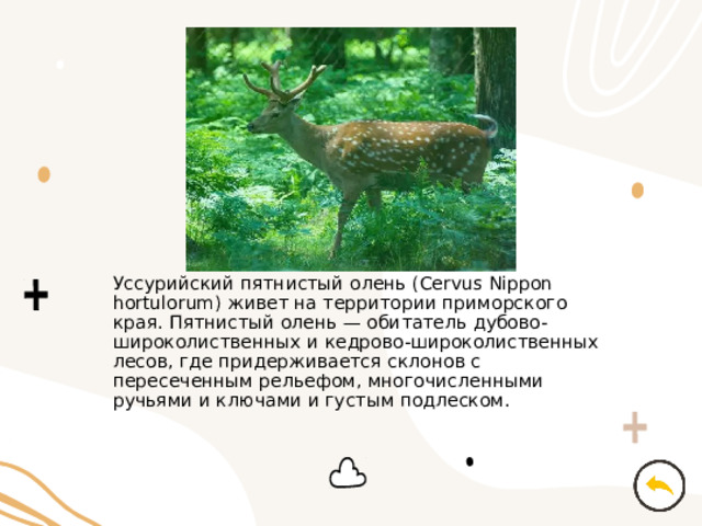 Уссурийский пятнистый олень (Cervus Nippon hortulorum) живет на территории приморского края. Пятнистый олень — обитатель дубово-широколиственных и кедрово-широколиственных лесов, где придерживается склонов с пересеченным рельефом, многочисленными ручьями и ключами и густым подлеском. 