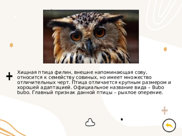 Хищная птица филин, внешне напоминающая сову, относится к семейству совиных, но имеет множество отличительных черт. Птица отличается крупным размером и хорошей адаптацией. Официальное название вида – Bubo bubo. Главный признак данной птицы – рыхлое оперение. 