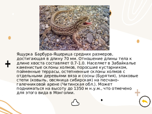 Ящурка  Барбура-Ящерица средних размеров, достигающая в длину 70 мм. Отношение длины тела к длине хвоста составляет 0.7-1.0. Населяет в Забайкалье каменистые склоны холмов, поросшие кустарником, пойменные террасы, остепненные склоны холмов с отдельными деревьями вяза и сосны (Бурятия), злаковые степи (ковыль, овсяница сибирская) на песчано-галечниковой арене (Читинская обл.). Может подниматься на высоту до 1350 м н.у.м., что отмечено для этого вида в Монголии. 