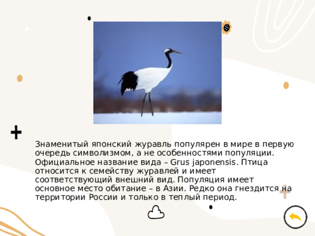 Знаменитый японский журавль популярен в мире в первую очередь символизмом, а не особенностями популяции. Официальное название вида – Grus japonensis. Птица относится к семейству журавлей и имеет соответствующий внешний вид. Популяция имеет основное место обитание – в Азии. Редко она гнездится на территории России и только в теплый период. 