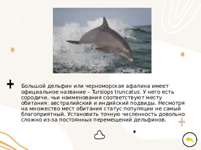 Большой дельфин или черноморская афалина имеет официальное название – Tursiops truncatus. У него есть сородичи, чьи наименования соответствуют месту обитания: австралийский и индийский подвиды. Несмотря на множество мест обитания статус популяции не самый благоприятный. Установить точную численность довольно сложно из-за постоянных перемещений дельфинов. 