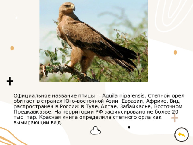 Официальное название птицы – Aquila nipalensis. Степной орел обитает в странах Юго-восточной Азии, Евразии, Африке. Вид распространен в России: в Туве, Алтае, Забайкалье, Восточном Предкавказье. На территории РФ зафиксировано не более 20 тыс. пар. Красная книга определила степного орла как вымирающий вид. 