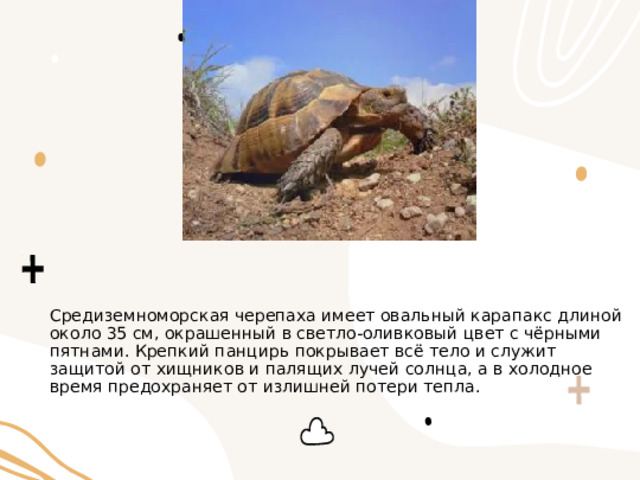 Средиземноморская черепаха имеет овальный карапакс длиной около 35 см, окрашенный в светло-оливковый цвет с чёрными пятнами. Крепкий панцирь покрывает всё тело и служит защитой от хищников и палящих лучей солнца, а в холодное время предохраняет от излишней потери тепла. 