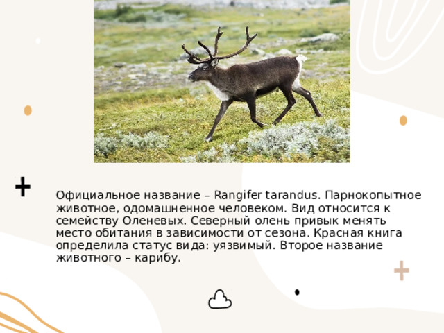 Официальное название – Rangifer tarandus. Парнокопытное животное, одомашненное человеком. Вид относится к семейству Оленевых. Северный олень привык менять место обитания в зависимости от сезона. Красная книга определила статус вида: уязвимый. Второе название животного – карибу. 