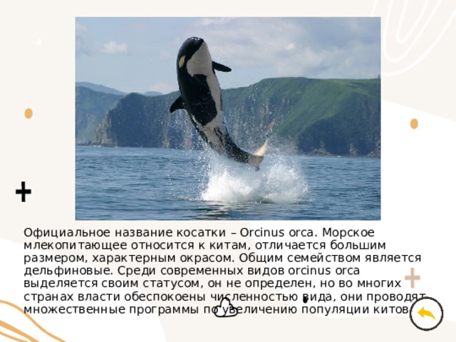 Официальное название косатки – Orcinus orca. Морское млекопитающее относится к китам, отличается большим размером, характерным окрасом. Общим семейством является дельфиновые. Среди современных видов оrcinus orca выделяется своим статусом, он не определен, но во многих странах власти обеспокоены численностью вида, они проводят множественные программы по увеличению популяции китов. 