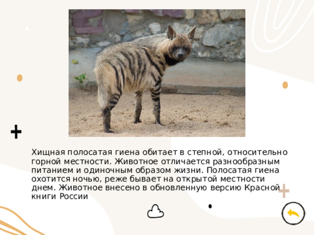 Хищная полосатая гиена обитает в степной, относительно горной местности. Животное отличается разнообразным питанием и одиночным образом жизни. Полосатая гиена охотится ночью, реже бывает на открытой местности днем. Животное внесено в обновленную версию Красной книги России 