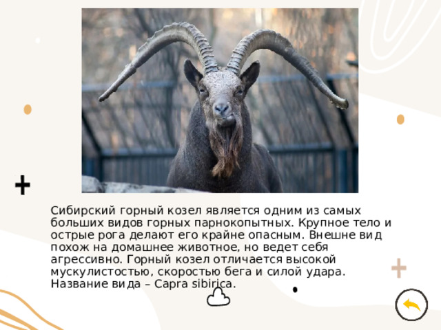 Сибирский горный козел является одним из самых больших видов горных парнокопытных. Крупное тело и острые рога делают его крайне опасным. Внешне вид похож на домашнее животное, но ведет себя агрессивно. Горный козел отличается высокой мускулистостью, скоростью бега и силой удара. Название вида – Capra sibirica. 