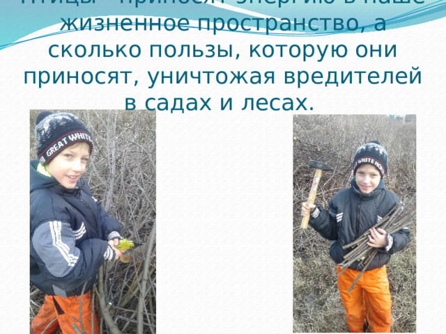  Птицы - приносят энергию в наше жизненное пространство, а сколько пользы, которую они приносят, уничтожая вредителей в садах и лесах. 