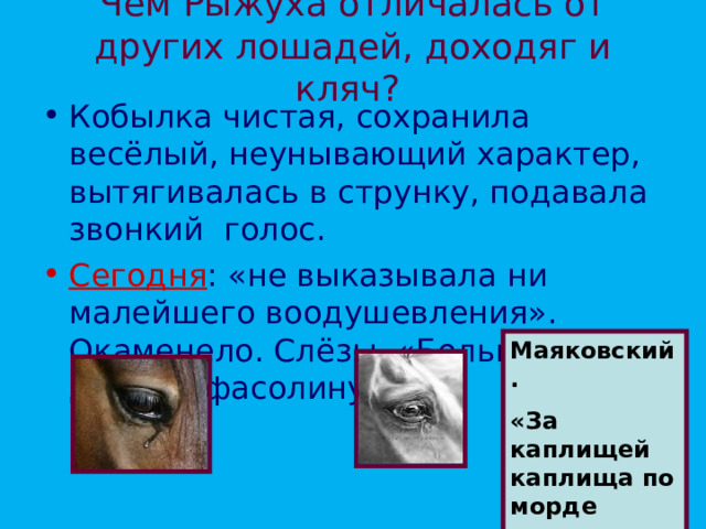 Чем Рыжуха отличалась от других лошадей, доходяг и кляч?   Кобылка чистая, сохранила весёлый, неунывающий характер, вытягивалась в струнку, подавала звонкий голос. Сегодня : «не выказывала ни малейшего воодушевления». Окаменело. Слёзы. «Большие, с добрую фасолину…» Маяковский. «За каплищей каплища по морде катится. 