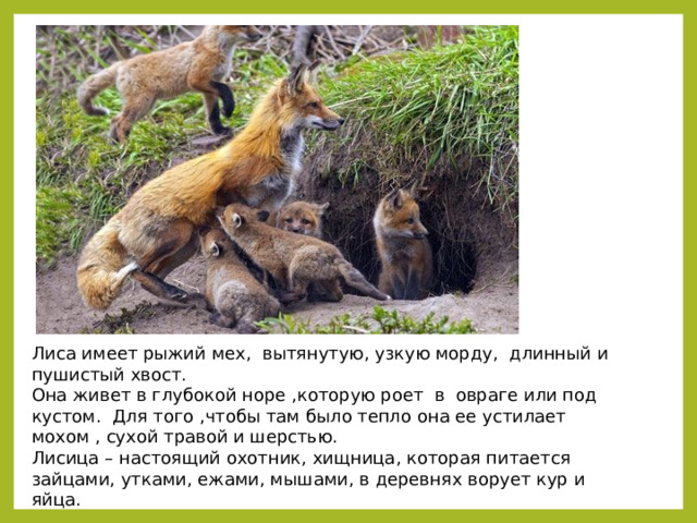 Лиса имеет рыжий мех, вытянутую, узкую морду, длинный и пушистый хвост. Она живет в глубокой норе ,которую роет в овраге или под кустом. Для того ,чтобы там было тепло она ее устилает мохом , сухой травой и шерстью. Лисица – настоящий охотник, хищница, которая питается зайцами, утками, ежами, мышами, в деревнях ворует кур и яйца. 