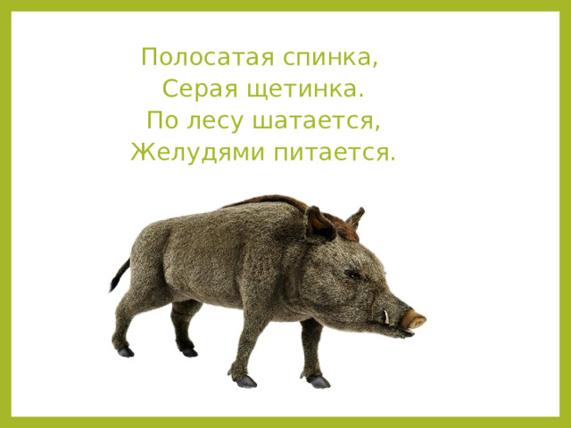 Полосатая спинка, Серая щетинка. По лесу шатается, Желудями питается. 