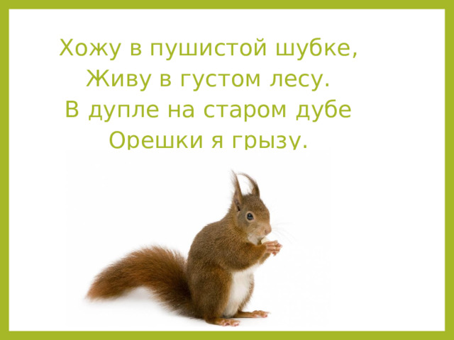 Хожу в пушистой шубке, Живу в густом лесу. В дупле на старом дубе Орешки я грызу. 