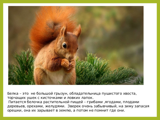 Белка – это не большой грызун, обладательница пушистого хвоста, торчащих ушек с кисточками и ловких лапок.   Питается белочка растительной пищей – грибами ,ягодами, плодами деревьев, орехами, желудями. Зверек очень забывчивый, на зиму запасая орешки, она их зарывает в землю, а потом не помнит где они.  