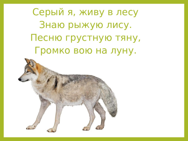  Серый я, живу в лесу Знаю рыжую лису. Песню грустную тяну, Громко вою на луну. 