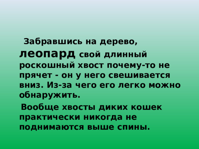  Забравшись на дерево, леопард свой длинный роскошный хвост почему-то не прячет - он у него свешивается вниз. Из-за чего его легко можно обнаружить.  Вообще хвосты диких кошек практически никогда не поднимаются выше спины. 