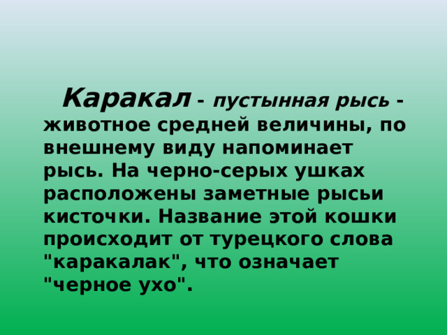   Каракал  - пустынная рысь - животное средней величины, по внешнему виду напоминает рысь. На черно-серых ушках расположены заметные рысьи кисточки. Название этой кошки происходит от турецкого слова 