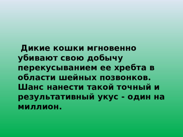   Дикие кошки мгновенно убивают свою добычу перекусыванием ее хребта в области шейных позвонков. Шанс нанести такой точный и результативный укус - один на миллион. 