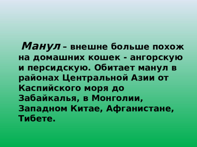   Манул  – внешне больше похож на домашних кошек - ангорскую и персидскую. Обитает манул в районах Центральной Азии от Каспийского моря до Забайкалья, в Монголии, Западном Китае, Афганистане, Тибете. 