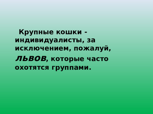  Крупные кошки - индивидуалисты, за исключением, пожалуй, львов , которые часто охотятся группами. 