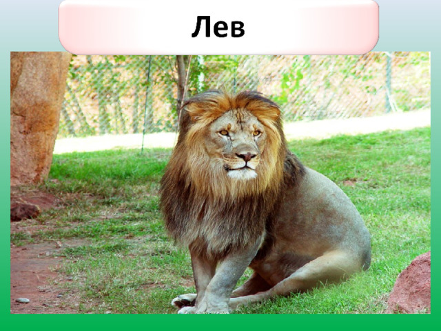 Лев 