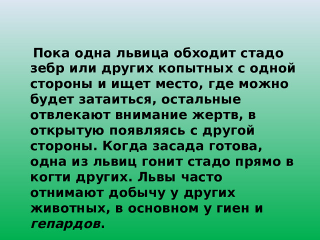 Пока одна львица обходит стадо зебр или других копытных с одной стороны и ищет место, где можно будет затаиться, остальные отвлекают внимание жертв, в открытую появляясь с другой стороны. Когда засада готова, одна из львиц гонит стадо прямо в когти других. Львы часто отнимают добычу у других животных, в основном у гиен и гепардов . 