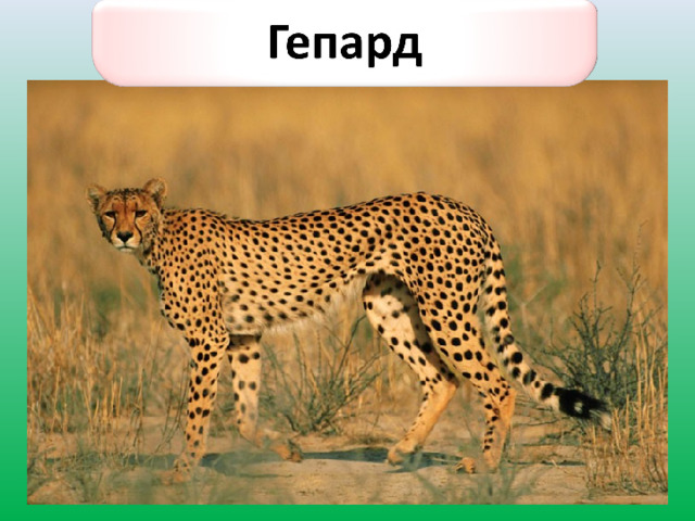Гепард 