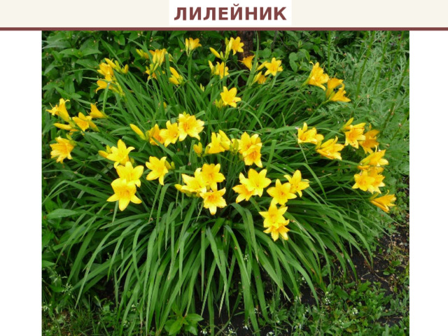 ЛИЛЕЙНИК 