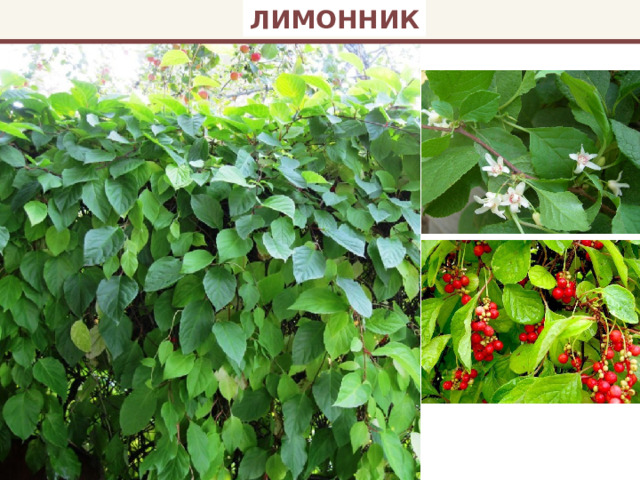 ЛИМОННИК 