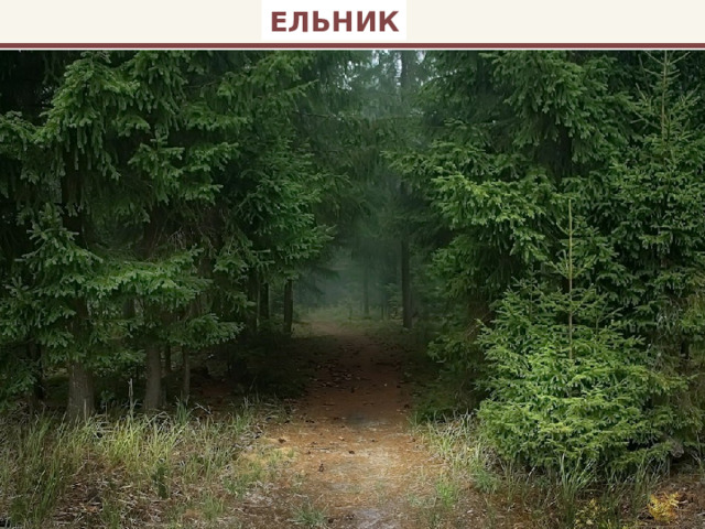 ЕЛЬНИК 