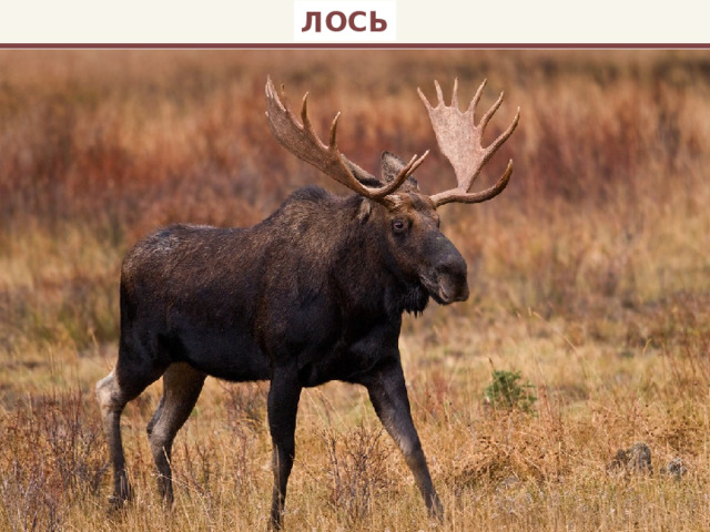 ЛОСЬ 