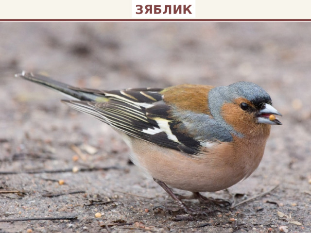 ЗЯБЛИК 