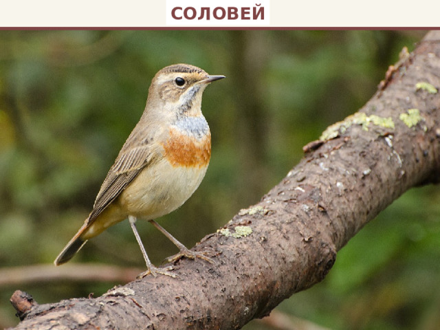 СОЛОВЕЙ 