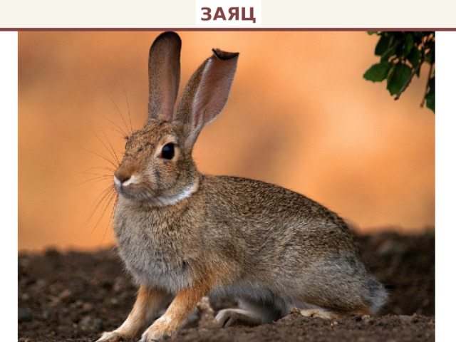 ЗАЯЦ 