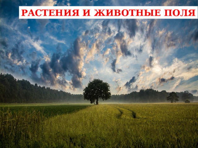 РАСТЕНИЯ И ЖИВОТНЫЕ ПОЛЯ 