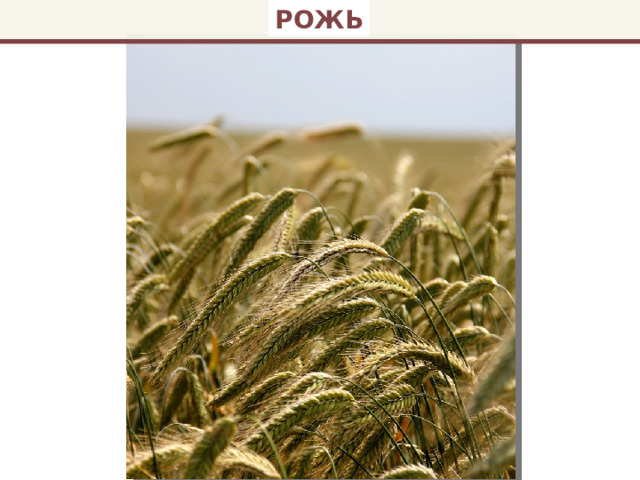 РОЖЬ 
