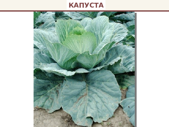 КАПУСТА 