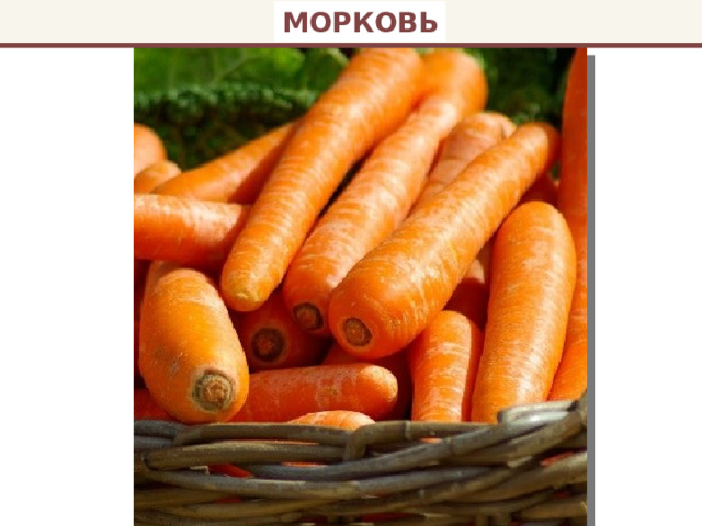 МОРКОВЬ 