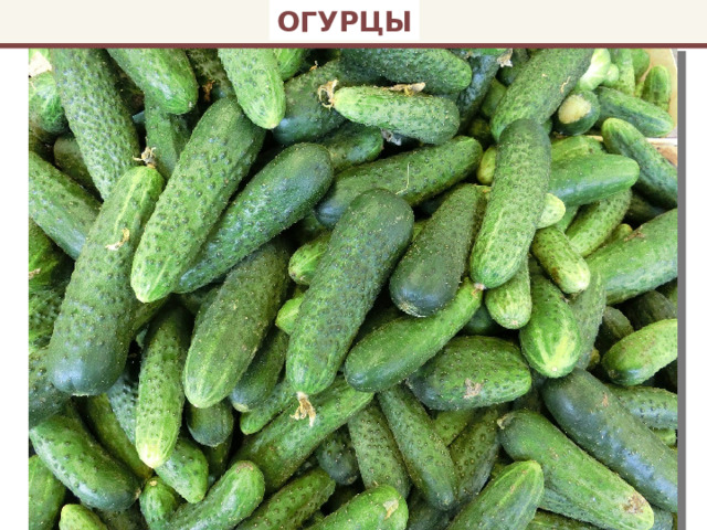 ОГУРЦЫ 