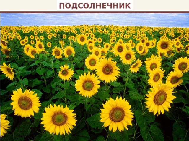 ПОДСОЛНЕЧНИК 