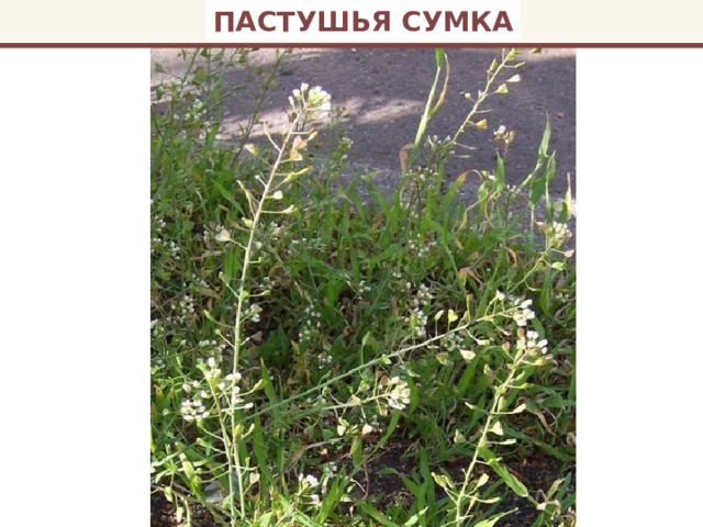 ПАСТУШЬЯ СУМКА 