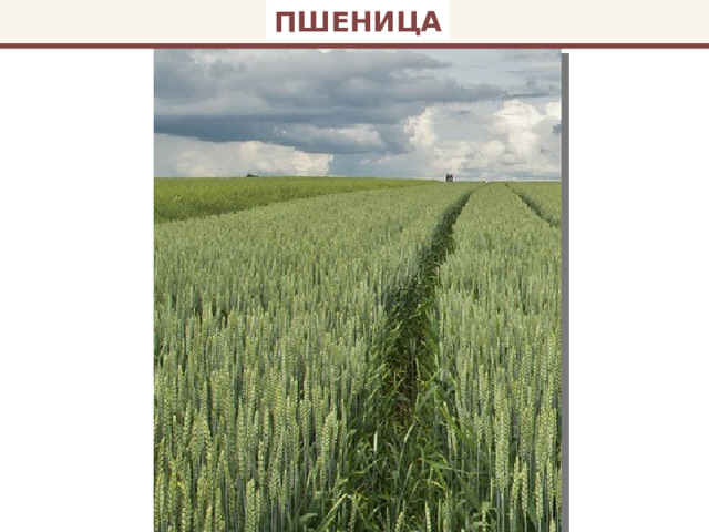ПШЕНИЦА 
