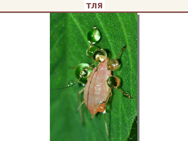ТЛЯ 