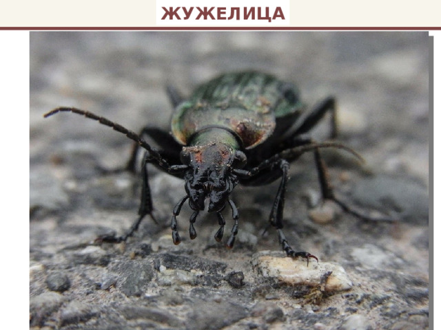 ЖУЖЕЛИЦА 