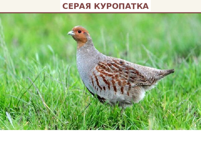СЕРАЯ КУРОПАТКА 